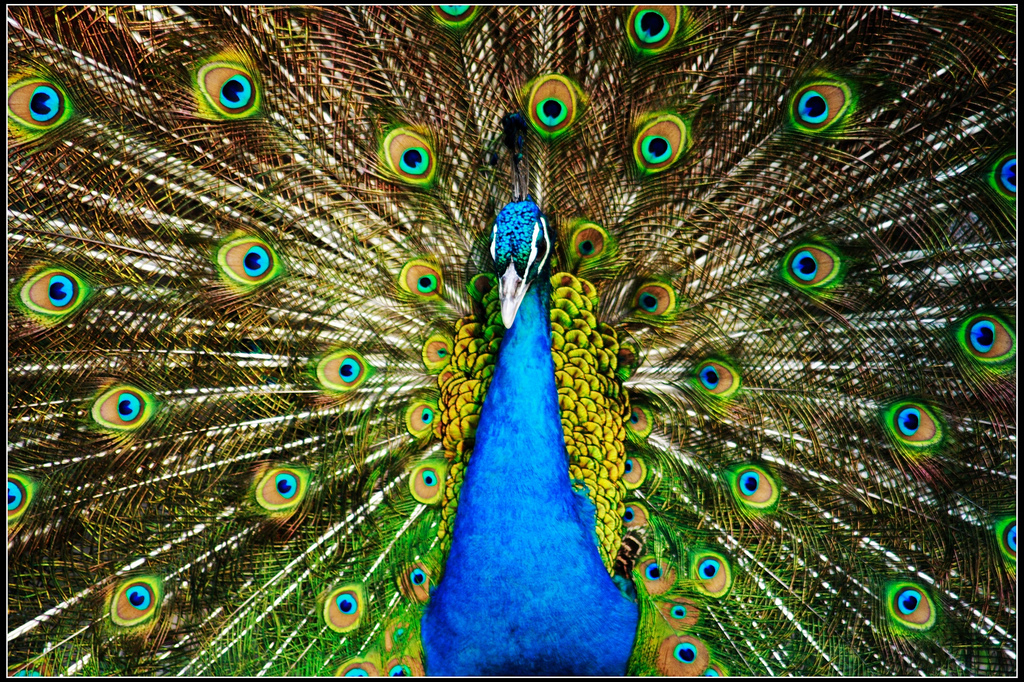 animal-picture-peacock-laurence-shan.jpg